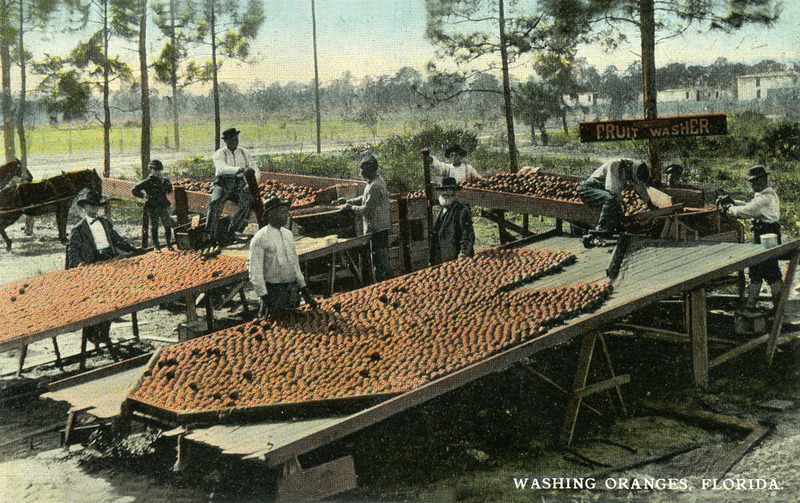 Industrial techniques were developed for sorting harvested oranges