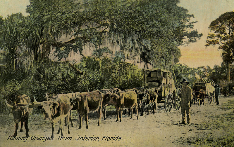 Transporting oranges to the Indian River from the inland groves
